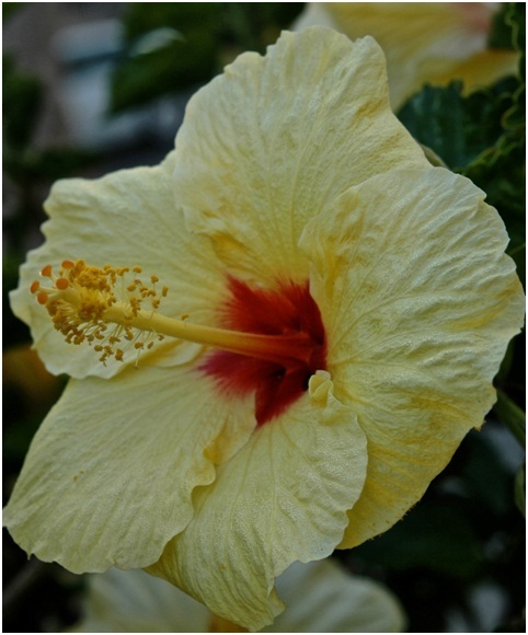 Hibiscus_2_05.jpg